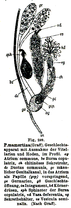 Polycystis mamertinus