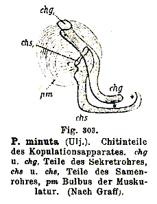 Polycystis minuta