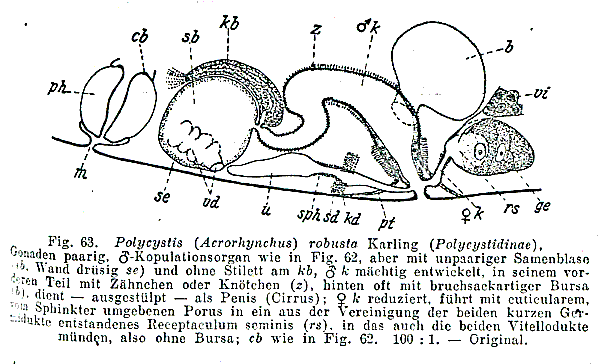 Polycystis robusta