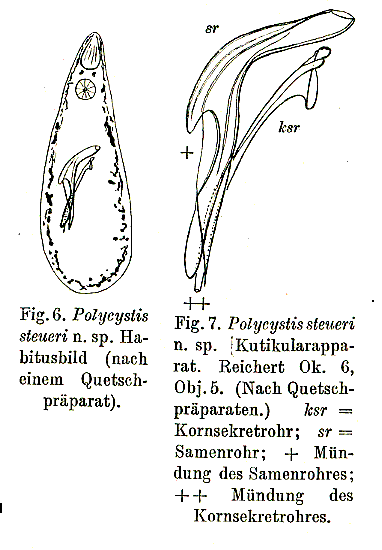 Polycystis steueri