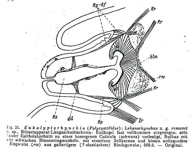 Lekanorhynchus remanei