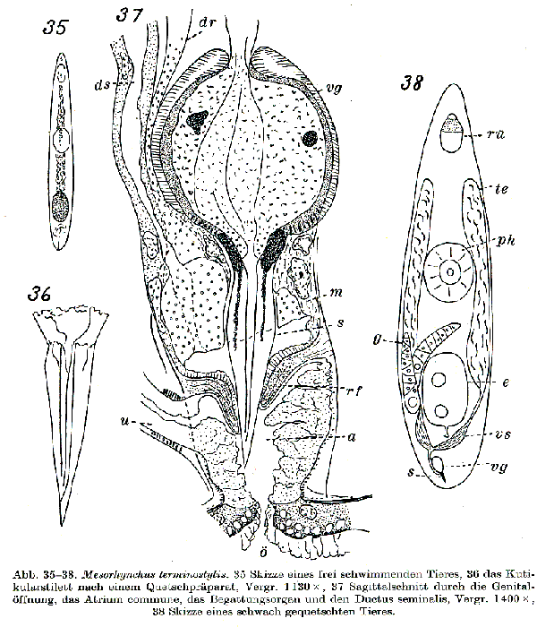 Mesorhynchus terminostylis