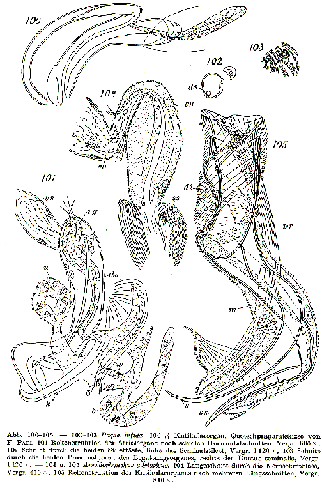 Papia bifida