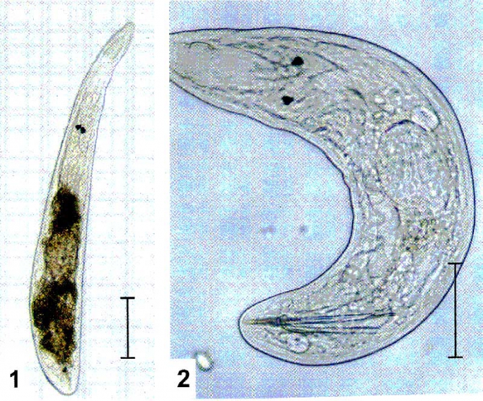 Gyratrix hermaphroditus