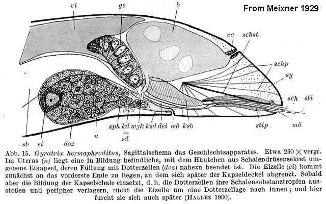 Gyratrix hermaphroditus