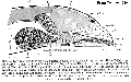 Platyhelminthes (flatworms)