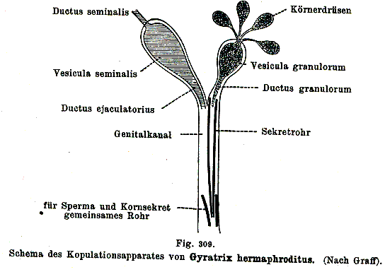 Gyratrix hermaphroditus