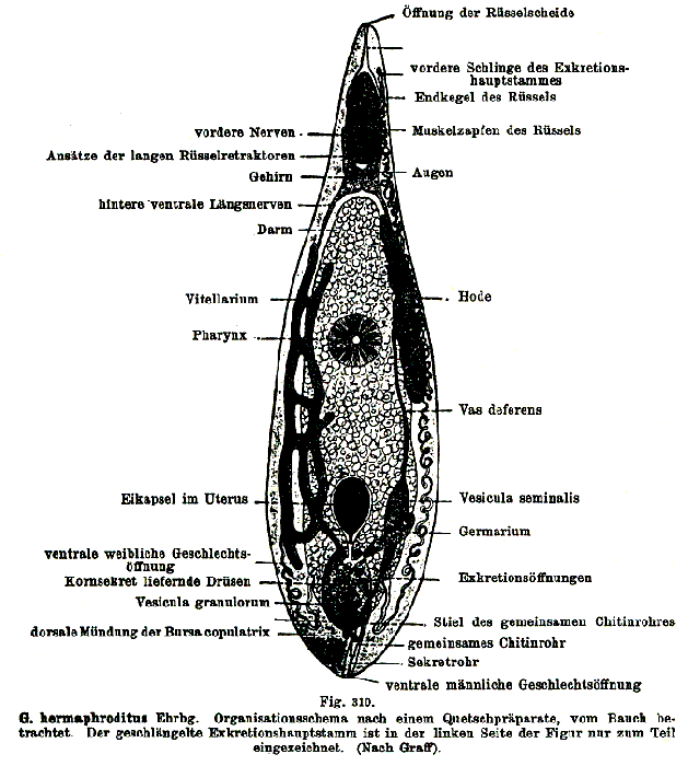 Gyratrix hermaphroditus