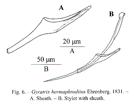 Gyratrix hermaphroditus