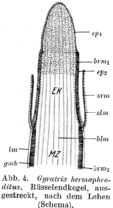 Gyratrix hermaphroditus