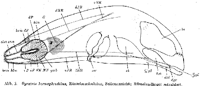 Gyratrix hermaphroditus