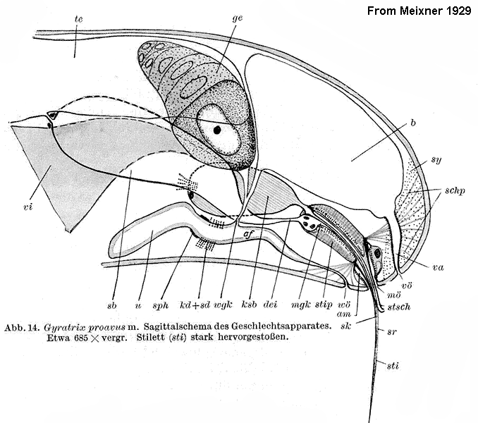 Gyratrix proavus