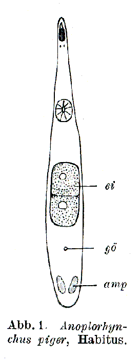 Anoplorhynchus piger