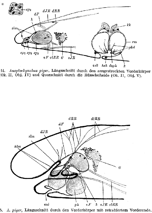 Anoplorhynchus piger