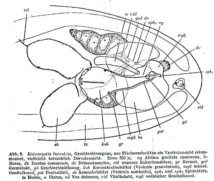 Koinocystis lacustris