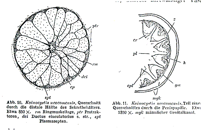 Koinocystis neocomensis