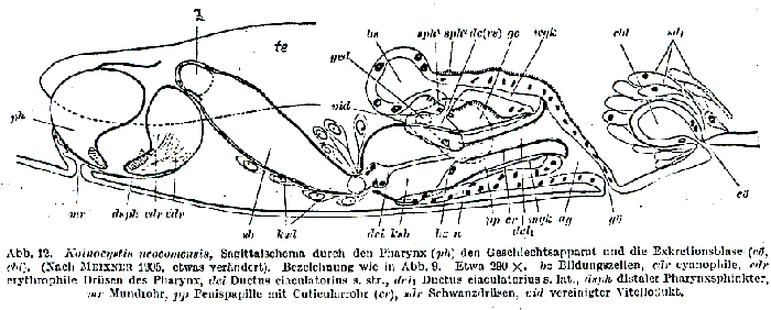 Koinocystis neocomensis