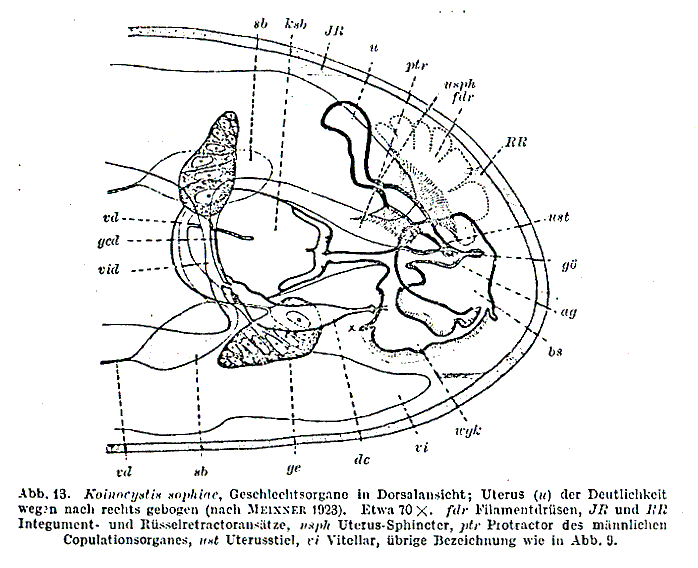 Koinocystis sophiae