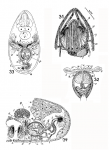 Itaipusa divae