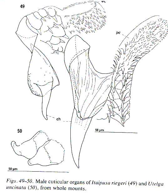 Itaipusa riegeri