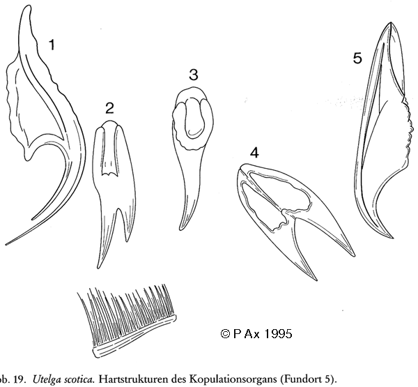 Itaipusa scotica