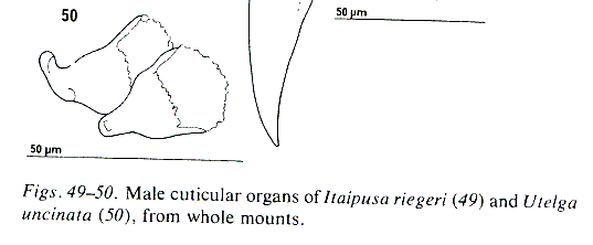 Utelga uncinata