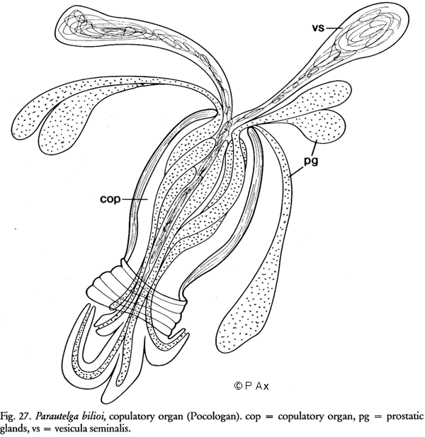 Parautelga bilioi