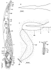Marirhynchus longasaeta