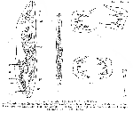 Gnathorhynchus hastatus