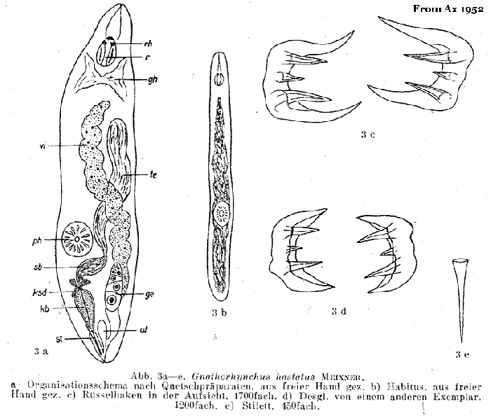 Gnathorhynchus hastatus