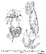 N. suecicus