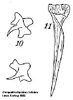 N. lobatus