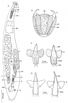 Neognathorhynchus longostilo