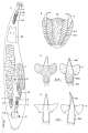 Platyhelminthes (flatworms)