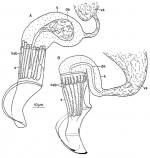 Neognathorhynchus longostilo