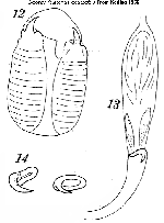 O. aculeatus