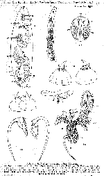 Prognathorhynchus dubius