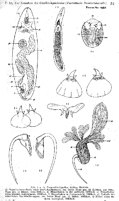 Prognathorhynchus dubius