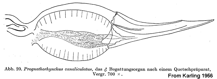 Prognathorhynchus canaliculatus