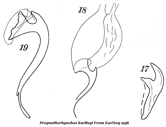 Prognathorhynchus karlingi