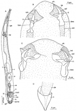 Prognathorhyncus stilofer