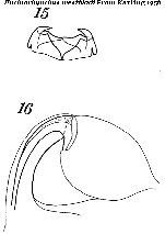 Uncinorhynchus westbladi