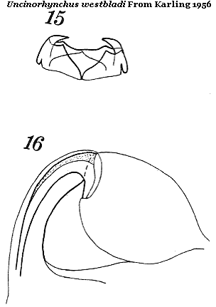 Uncinorhynchus westbladi