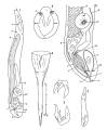 Platyhelminthes (flatworms)