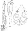 Platyhelminthes (flatworms)