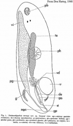 Psittacorhynchus verweyi