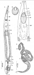 Nigerrhynchus opisthoporus