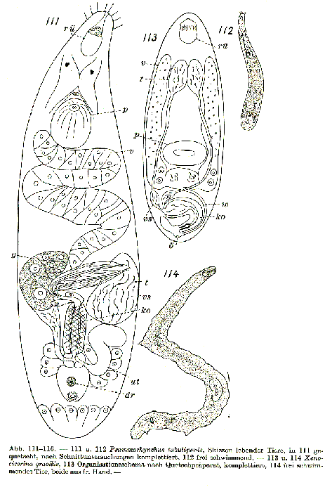 Psammorhynchus tubulipenis