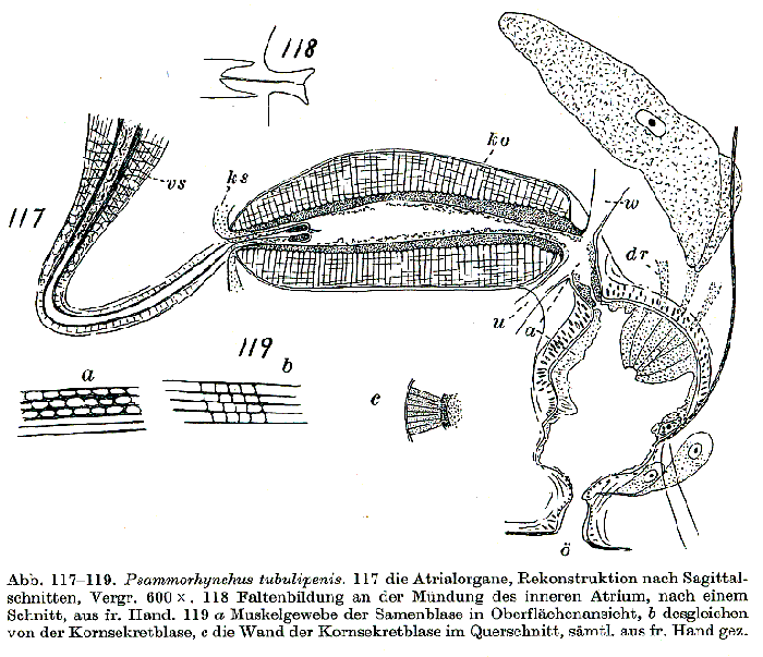 Psammorhynchus tubulipenis