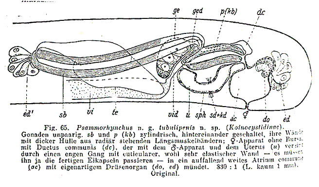 Psammorhynchus tubulipenis